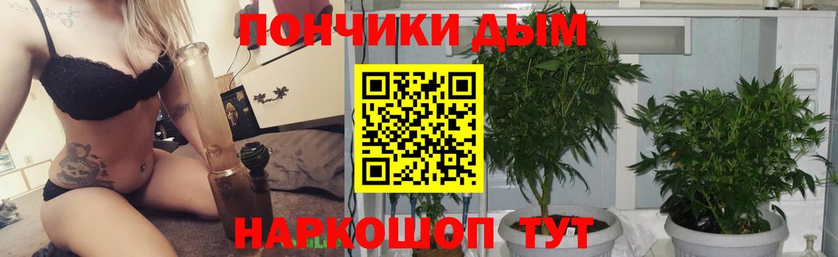 Конопля конопля Кисловодск